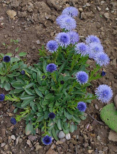 Globularia trichosantha  (1537)